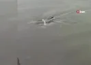 Orduda yunusu kurtarma operasyonu