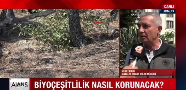 yanan-ormanlar-rehabilite-edilecek-yanan-alanlar-nasil-kurtarilacak-1631188367239.jpg Yanan ormanlar rehabilite edilecek! Yanan alanlar nasıl kurtarılacak? - 3