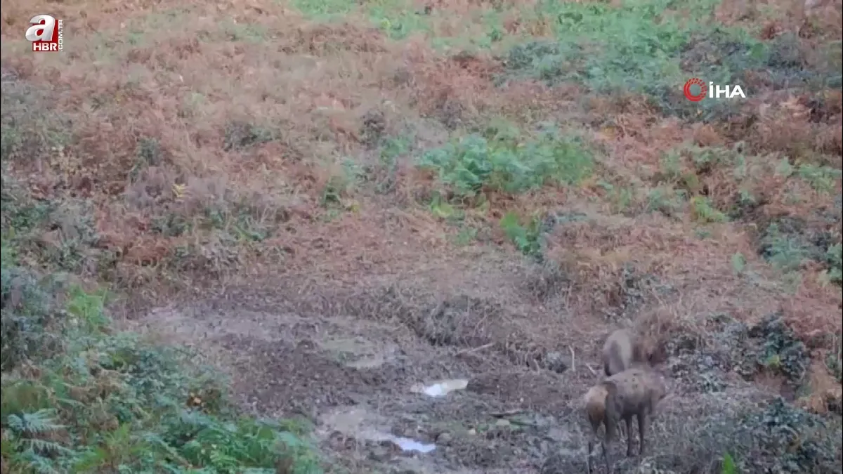 Kızıl geyikleri fotokapan görüntüledi