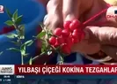 Yılbaşı çiçeği kokina tezgahlarda