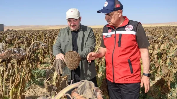Türkiye’nin ilk yerli ve milli hibrit ayçiçeği tohumu üretildi! Sanayi ve Teknoloji Bakanı Mustafa Varank: Rekor bekleniyor - 3