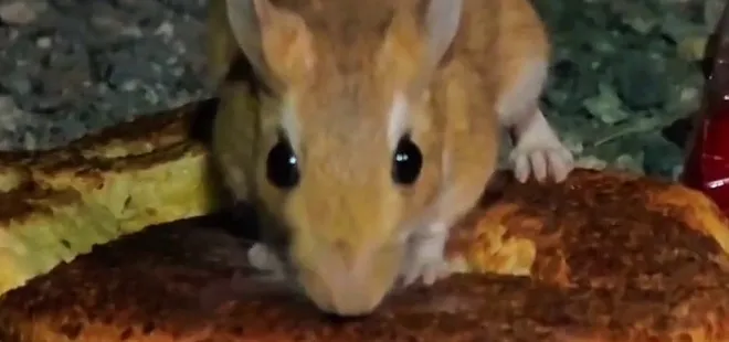 Nesli tükenmekte! Uzundere'de görüntülendi