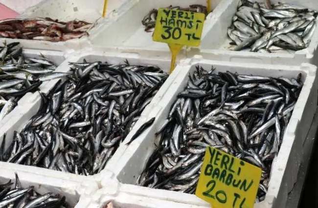 Karadeniz'de bir ilk yaşandı! Balıklar tersine göçe başladı - 5
