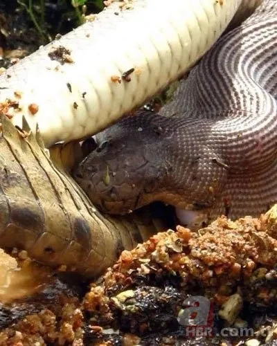 Uyarılara aldırış etmeyip göle girdi! Dev timsaha yem oldu! O anlar saniye saniye kamerada 9