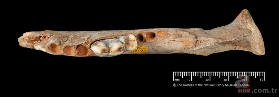 Arkeologlar açıkladı: En eski evcil köpek Türkiye’de 3