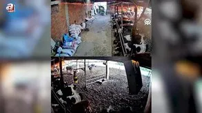 Ahırda deprem anı kamerada
