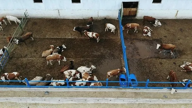 Kurbanlık güncel il il fiyatları 2022: Kurbanlık fiyatları ne zaman açıklanacak? Küçükbaş ve büyükbaş fiyatları...