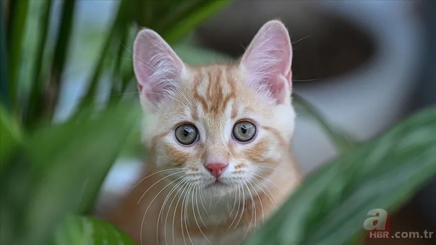 Kedi nüfusu en yüksek ülke açıklandı: ABD ilk sırada Türkiye ise… 1