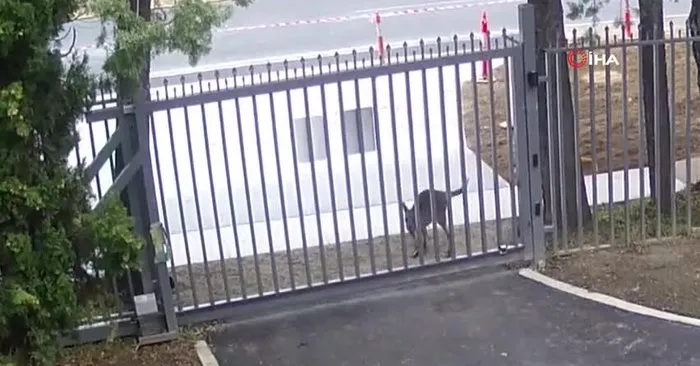 Büyükelçilik binasına girmeye çalışan kanguru başarılı olamadı
