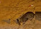 Zehirli sarıkız örümceği ile kedinin mücadelesi kamerada