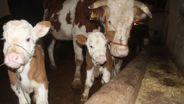 Buzağı desteği ne zaman yatacak 2021? Buzağı 2. dönem destek ödemeleri ayın kaçında yatar? İllere göre ödeme tarihleri...