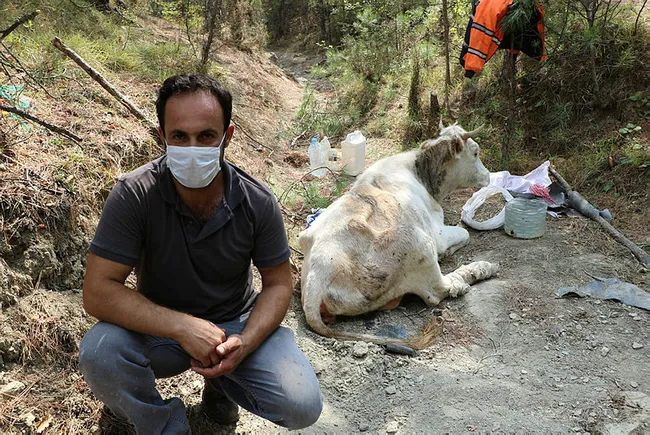 Uçurumdan düşerek yaralanan ineğinin başında üç gün bekledi - 1