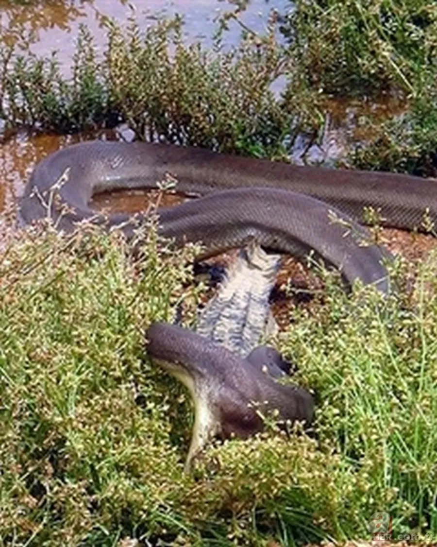 Dev piton ile timsahın yaşam savaşı! O anlar böyle görüntülendi... 3