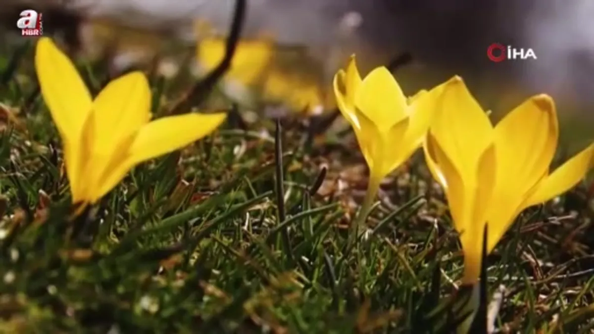 Başkentte baharın müjdecisi çiğdemler çiçek açtı