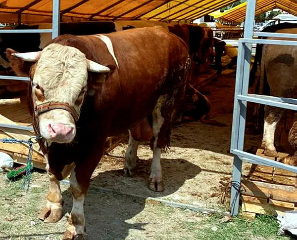 Kurban Bayramı’na sayılı günler kaldı! 2023 kurbanlık fiyatı ne kadar? İşte ortaya çıkan rakamlar