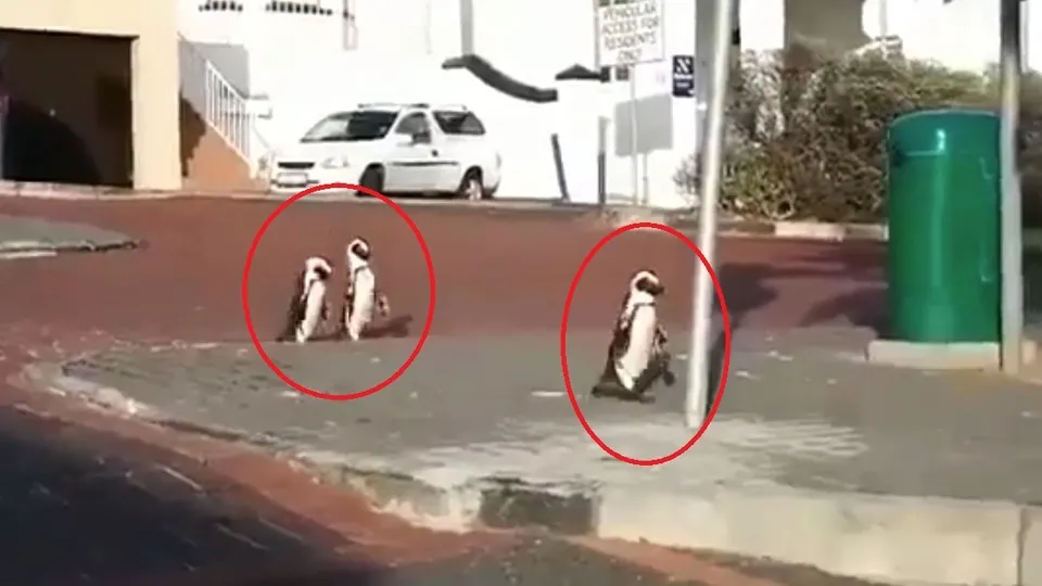 Koronavirüs nedeniyle boşalan sokaklarda penguenler geziyor |Video