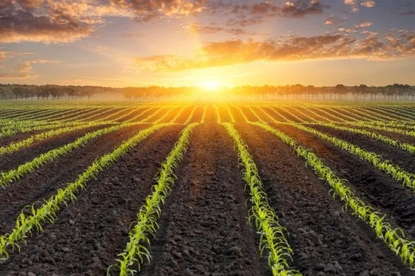 Kuraklık desteği ne zaman yatacak 2021? Çiftçiye kuraklık destek ödemesi bu ay yatar mı? İşte o iller... - 2