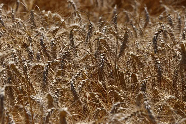 Kriz İstanbul’da çözüldü: Buğday fiyatları çakıldı