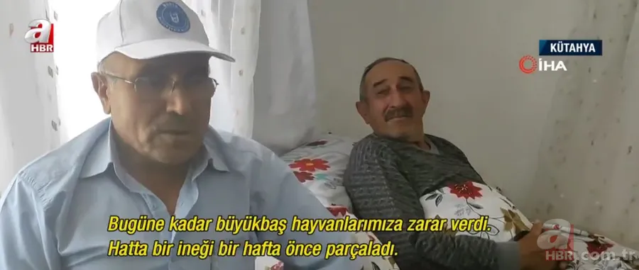 İneklerini otlatan çobana ayı saldırdı! Kelime-i Şehadet getirirken olanlar oldu 6