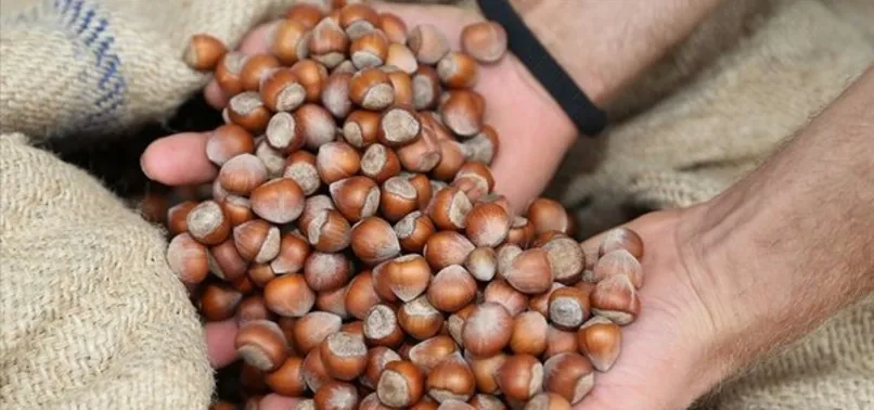 Fındık fiyatları 2023 açıklandı mı, belli oldu mu? TMO fındık taban fiyatları ne zaman belli olur?