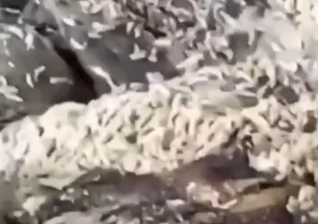 Ankara'daki kurtlanan işkembe skandalında yeni gelişme! Firmadan ilk açıklama geldi! İşte denetim raporu...