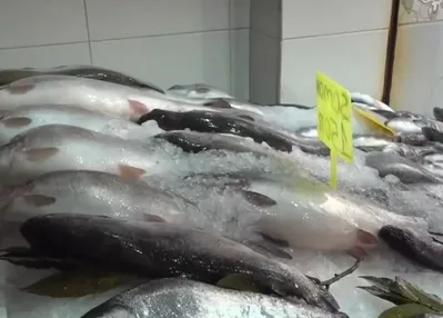 Türk somonunun denize yolculuğu başladı