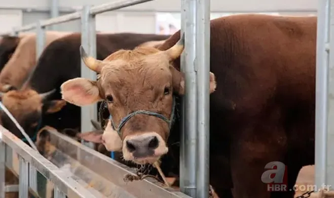 KURBANLIK DANA FİYATLARI 2023! Kurbanlık fiyatları ne kadar, kaç TL? Büyük baş, küçükbaş, koyun... 4