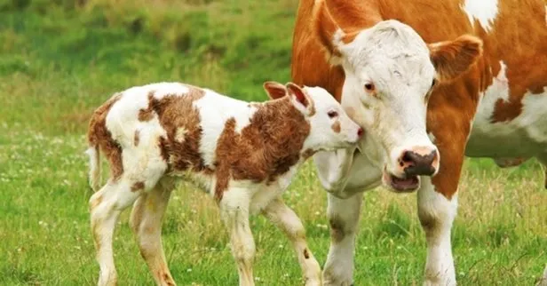 2022 Buzağı destekleri ne zaman yatacak? Buzağı desteği başvuruları başladı mı? İşte tarihler... - 3