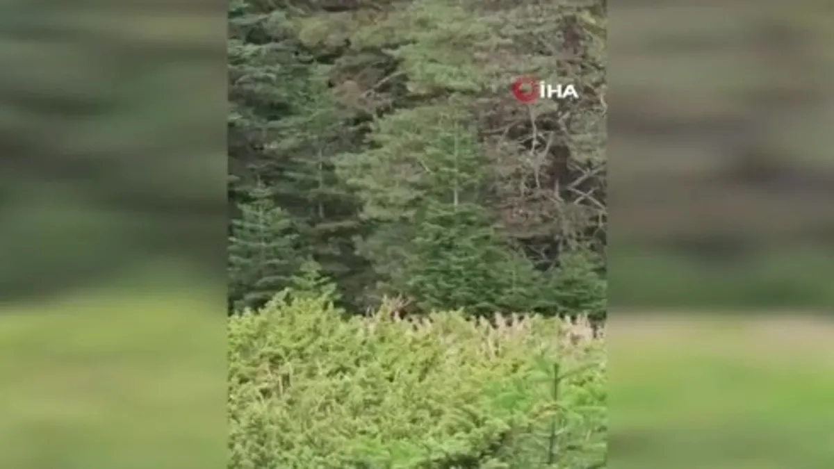 Nadir görülen kızıl geyik cep telefonu kamerasıyla görüntülendi