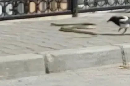 Yılan neye uğradığını şaşırdı! Saksağanlara yem oluyordu... O anları vatandaş kaydetti: Görüyor musun?