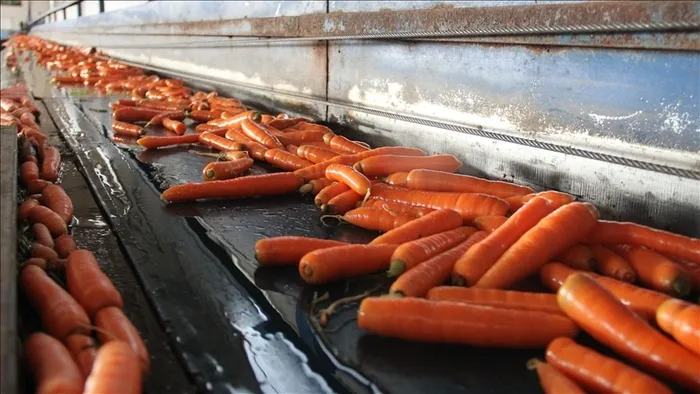 ac-karnina-havuc-yemek-bakin-neye-iyi-geliyor-2-tane-yiyin-o-soruna-veda-edin-1719753155615.jpg Aç karnına havuç yemek bakın neye iyi geliyor? 2 tane yiyin, o soruna veda edin! - 1