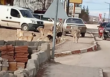 Eskişehir’de başıboş köpekler dehşet saçtı! 1 haftada 2 çocuğa saldırdı