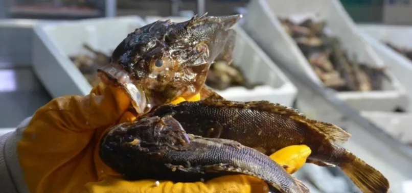 Dışı zehirli, içi lezzetli: İskorpit balığı