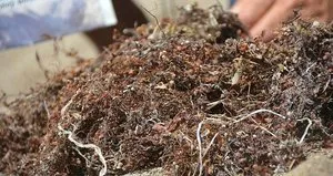 Vatandaşlardan CHP’ye Sargassum tepkisi