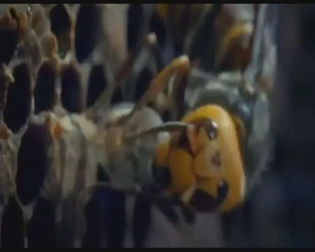 30 Japon eşek arısı 30 bin bal arısını katletti