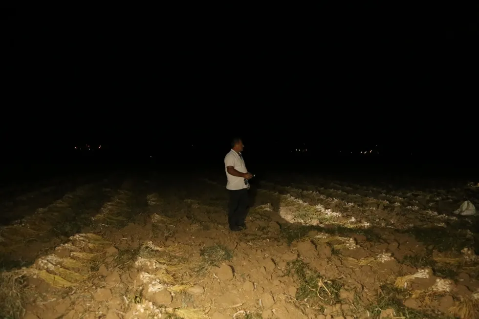 Çiftçilerin "beyaz altın" nöbeti: Taşköprü sarımsağı üreticileri bir yıllık emeklerini korumak için sabaha kadar tarlada bekliyor - 2