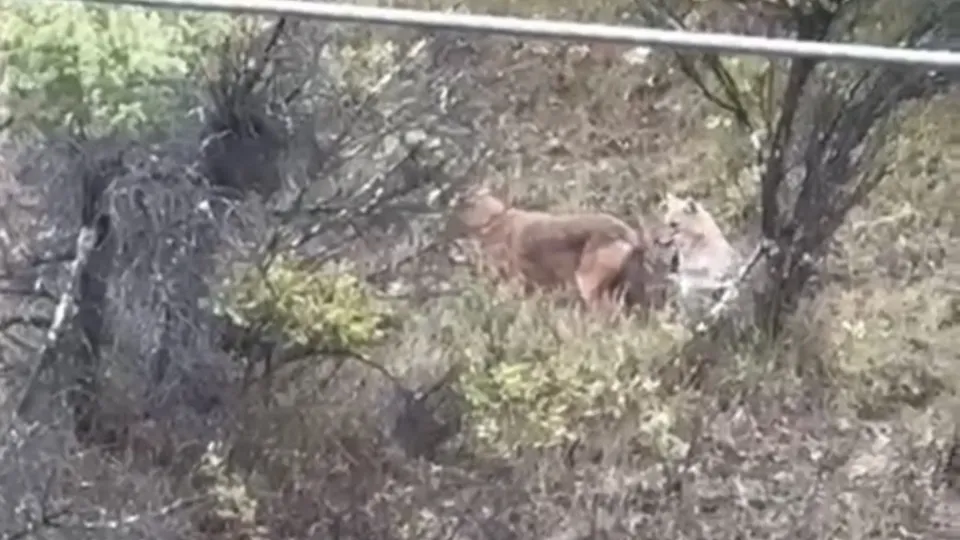 Bartın’da kent merkezine kadar inen kurtlar kamerada