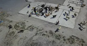 Sokak köpeklerini ilçe çöplüğüne terk ettiler!