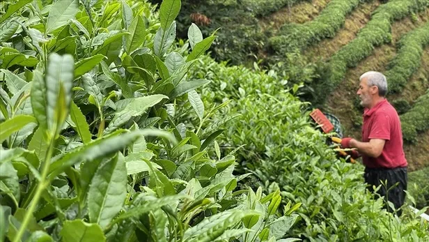 cay-fiyatlari-2023-yas-cay-alim-fiyati-belli-oldu-cay-fiyatlari-ne-kadar-kac-tl-1683120764397.jpg Çay fiyatları ne kadar, kaç TL? Çay fiyatları 2023: Yaş çay alım fiyatı belli oldu! - 1