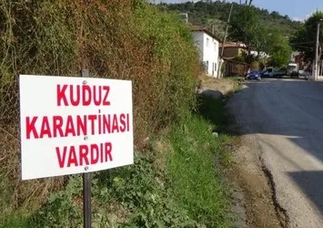 Siverek'te kuduz karantinası!