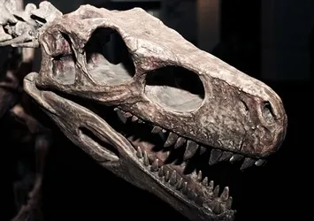 Yeni bir dinozor türü keşfedildi