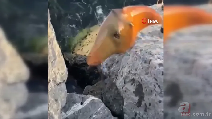 İstanbul Pendik’te şoke eden olay! Balıkçının oltasına öyle bir şey takıldı ki… 5