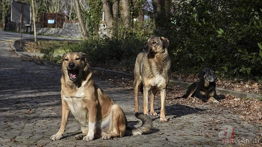 Oyuncu Dilan Çiçek Deniz'e köpek saldırdı! Sağlık durumu... 3