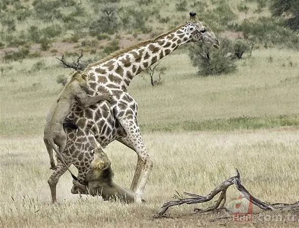 Zürafa aslanlara yem olmaktan kurtulamadı! Vahşi doğanın acımasız yüzü 2