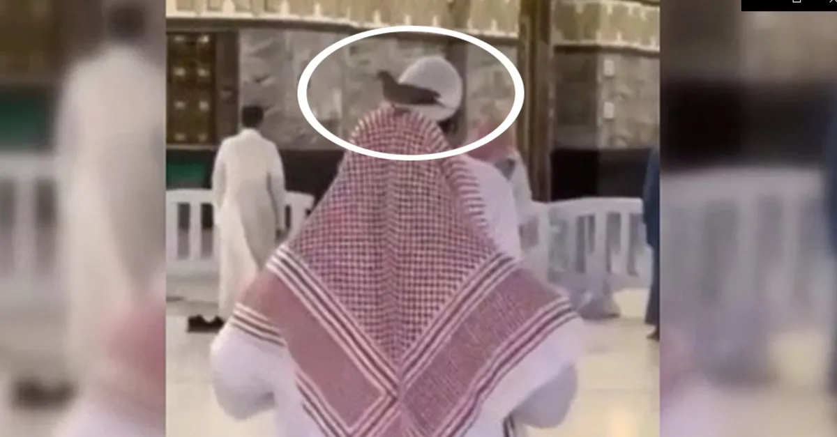 Kabe'den güzel görüntüler! Namaz kılan kişinin başından ayrılmayan güvercin şaşırttı