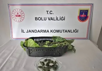 Yolcu otobüsünde kaçak hayvan bulundu! 500 kırmızı benekli su kaplumbağası ele geçirildi