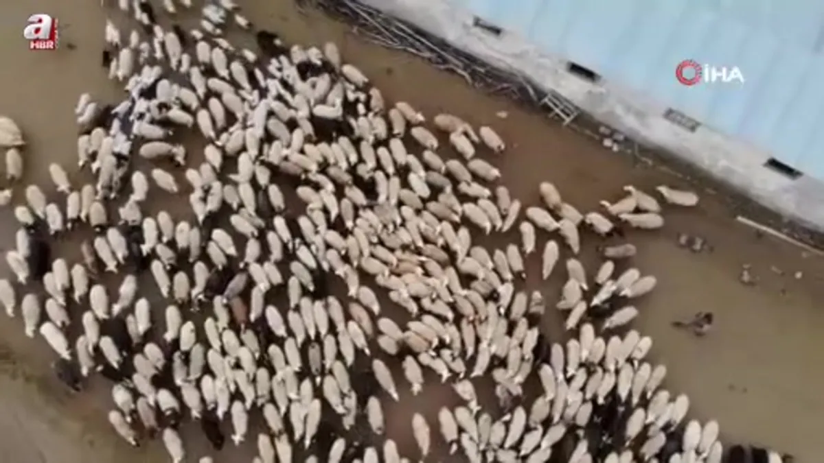Erzincan’da kuzular anneleriyle buluştu