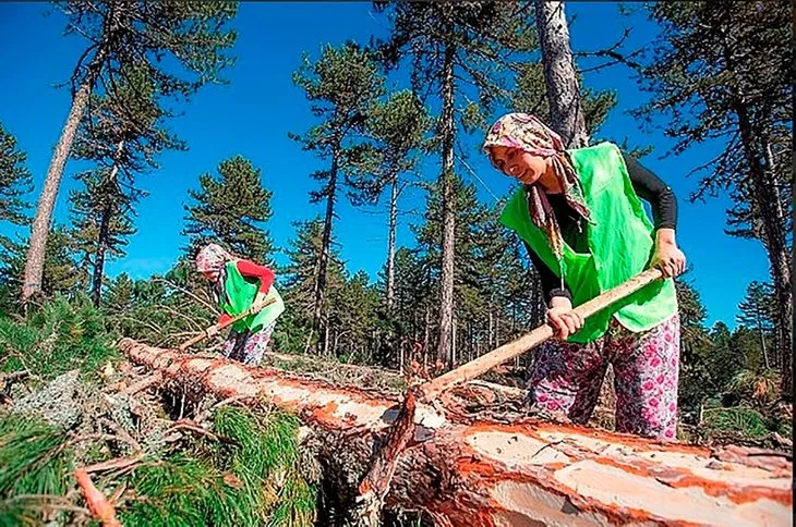 Orman Genel Müdürlüğü mevsimlik işçi alımı 2022 | Bakanlık duyurdu! Karar Resmi Gazete’de! İş arayanlara güzel haber