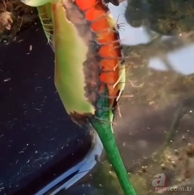 Sinek kapan bitkisine bu sefer acı biber yedirdiler! Bitkinin hazin sonu 5