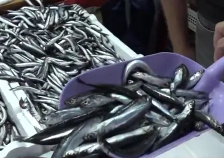 Hamsi ve istavritin fiyatı düştü! Balık tezgahlarında son durum ne? Hamsi, barbun, istavrit mezgit...